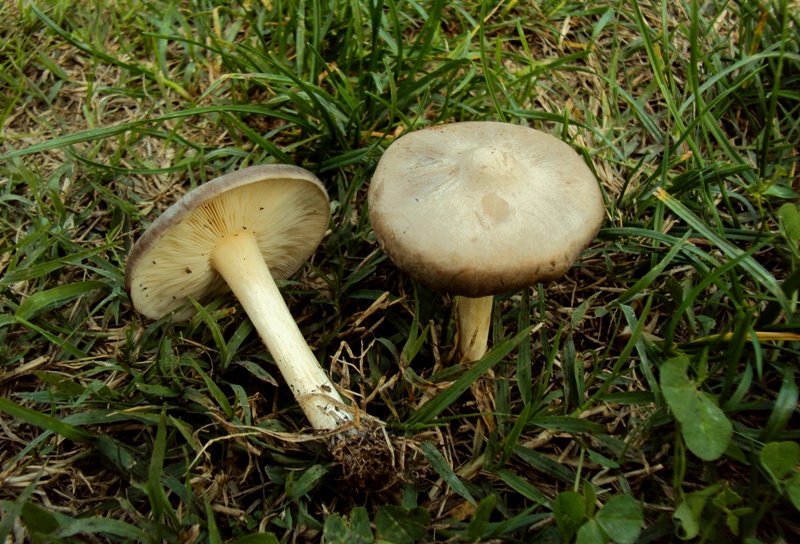 bulimia fungina al parco parte II